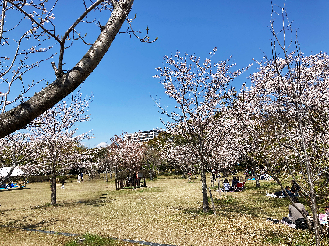 桜の森